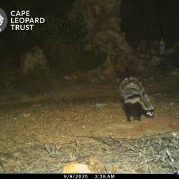 Striped polecat